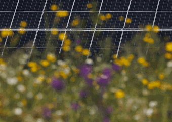 Blurry wildflowers in front of solar panels 