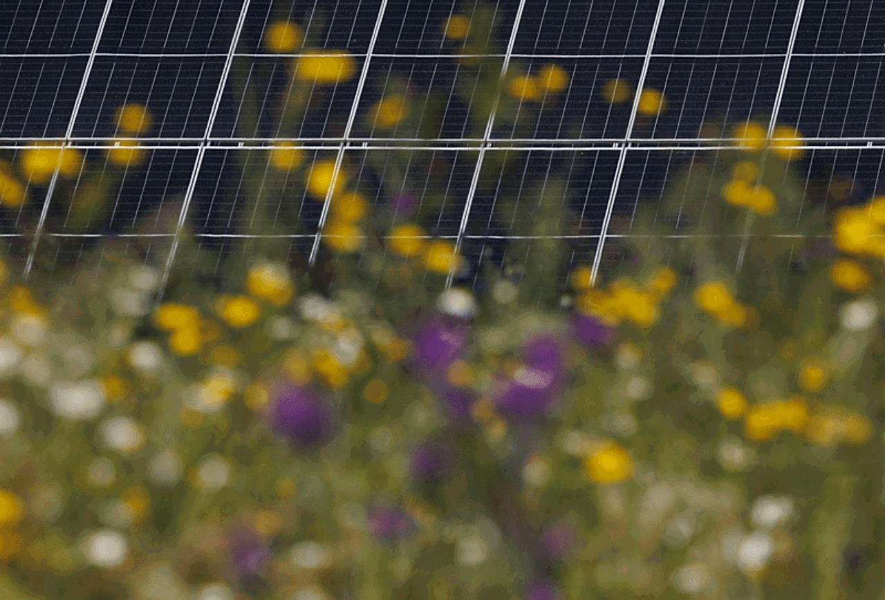 Blurry wildflowers in front of solar panels 