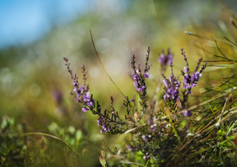 Purple flowers in front of a blurred landscape
