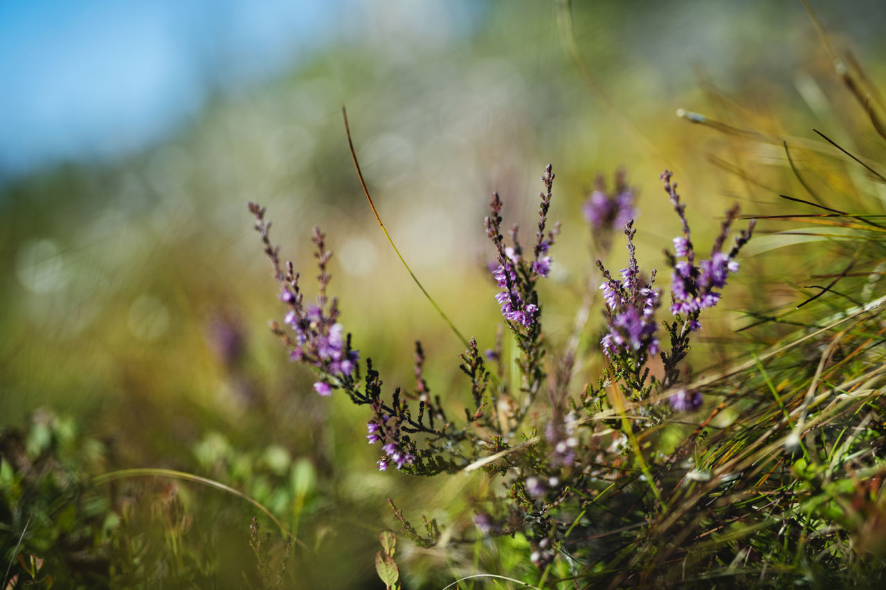 Purple flowers in front of a blurred landscape