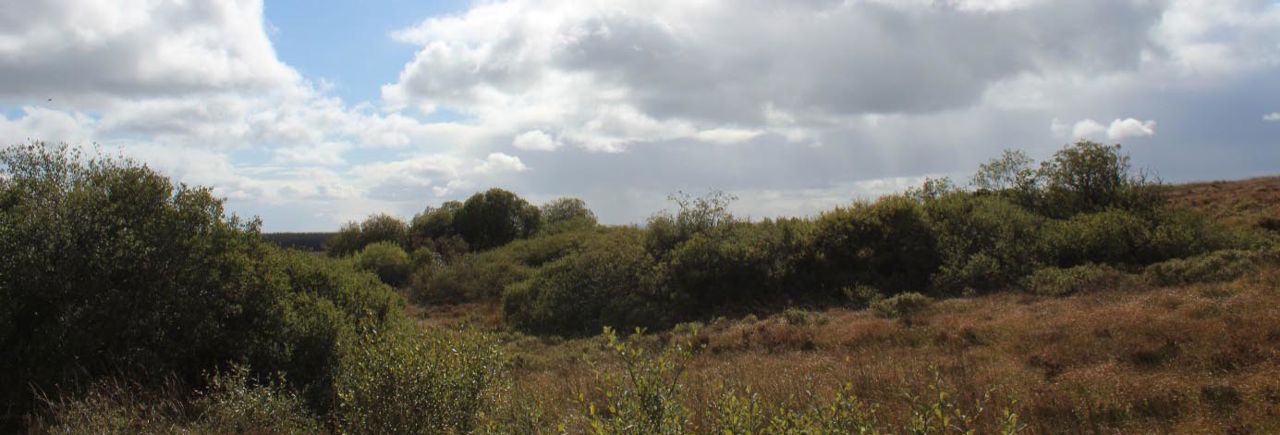 Area around Islandmore site