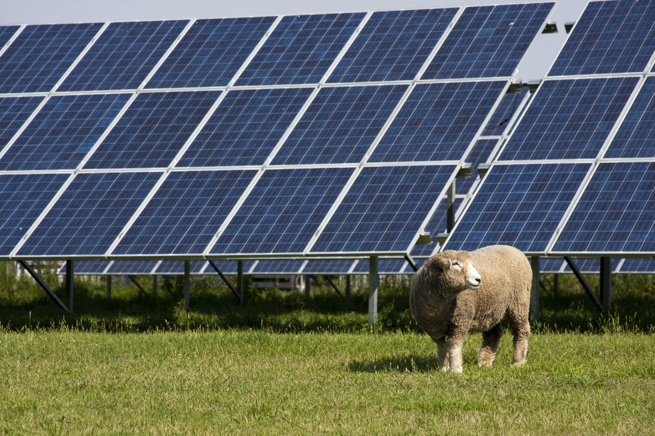 A sheep in front of solar panels