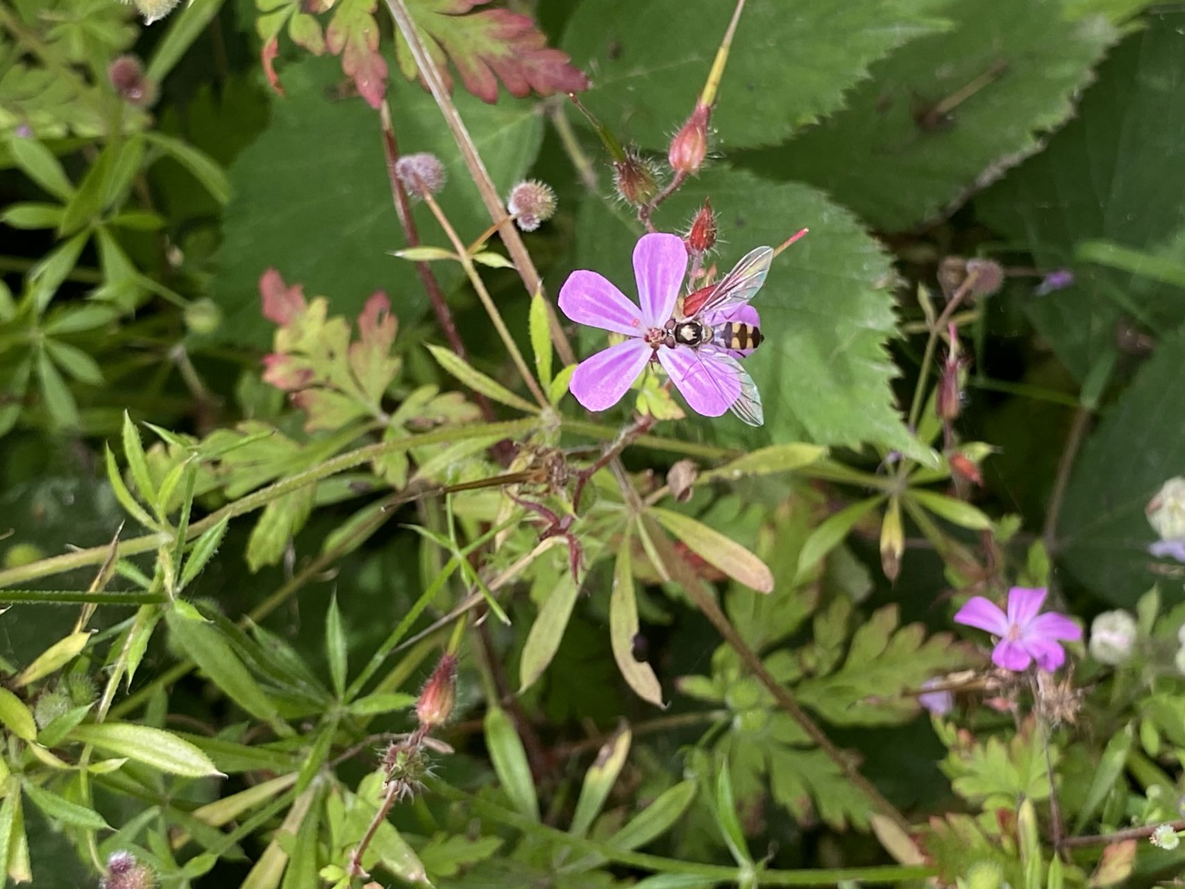 Irish wild bee on a lavender flower