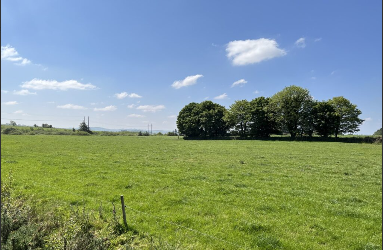 Green field with tress in sunshine