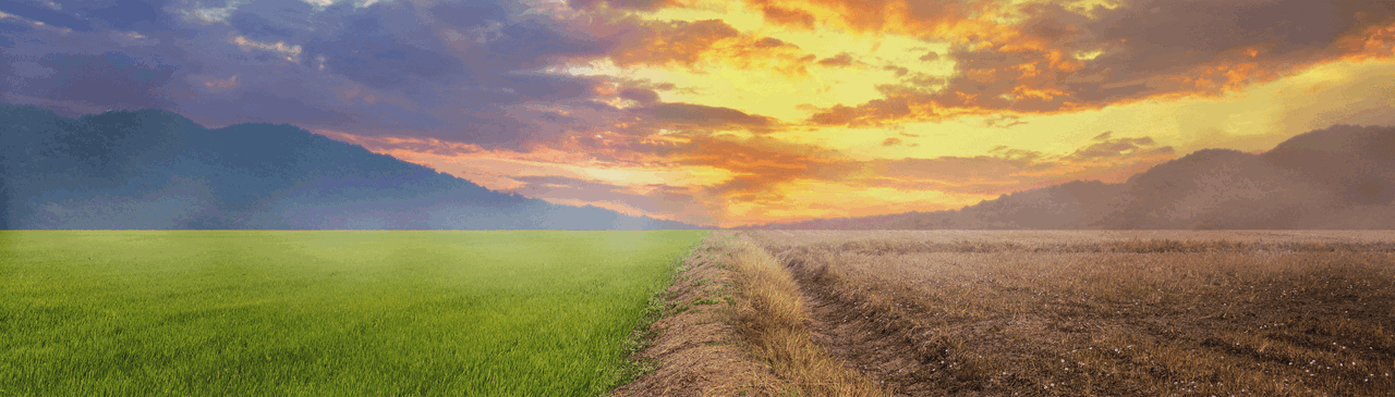 Field with half grass and half dry earth