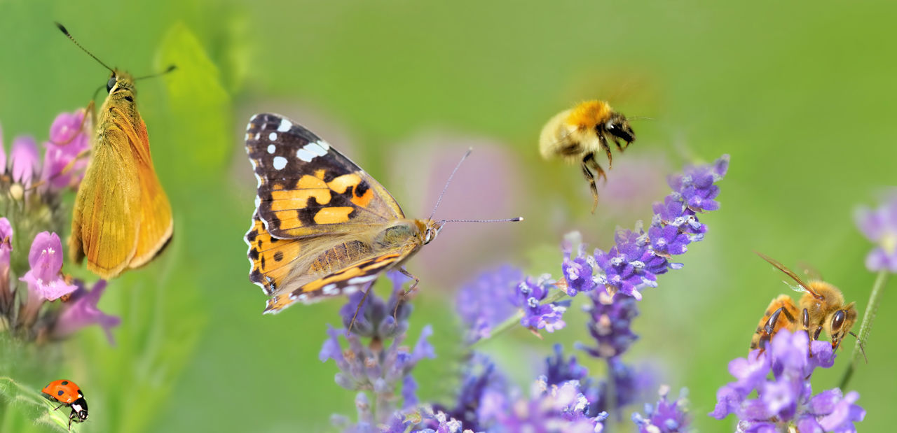 Irish wild bee and a butterfly on a lavender flower