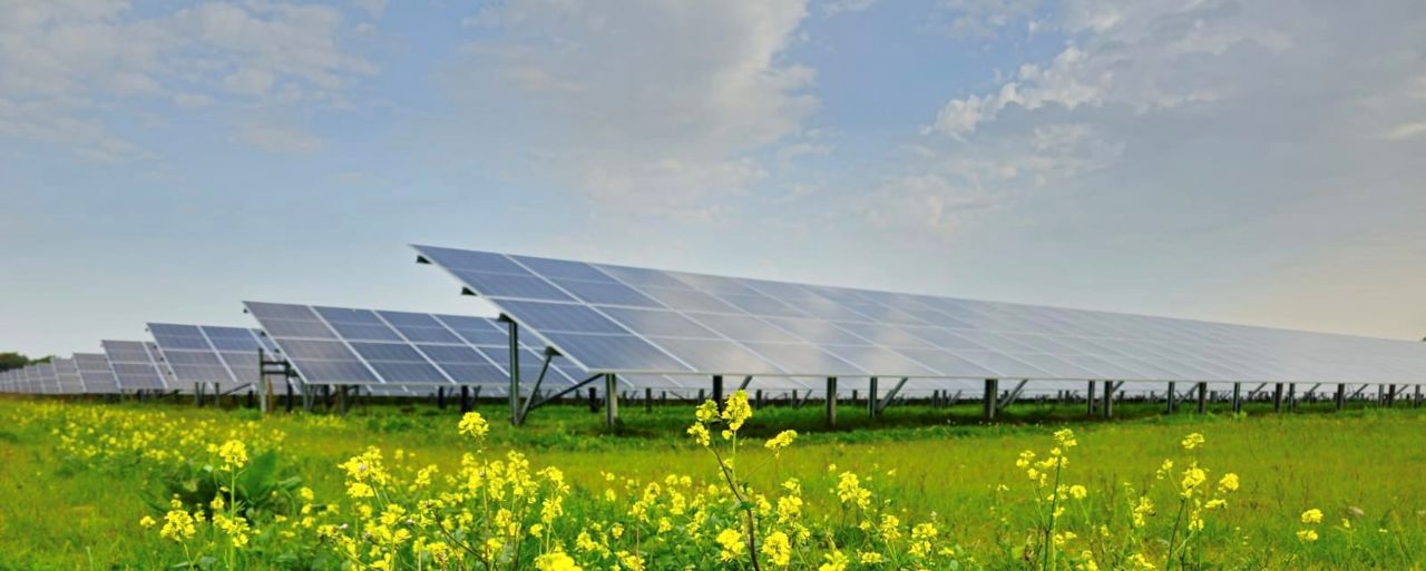 Yellow flowers in front of solar panels in field