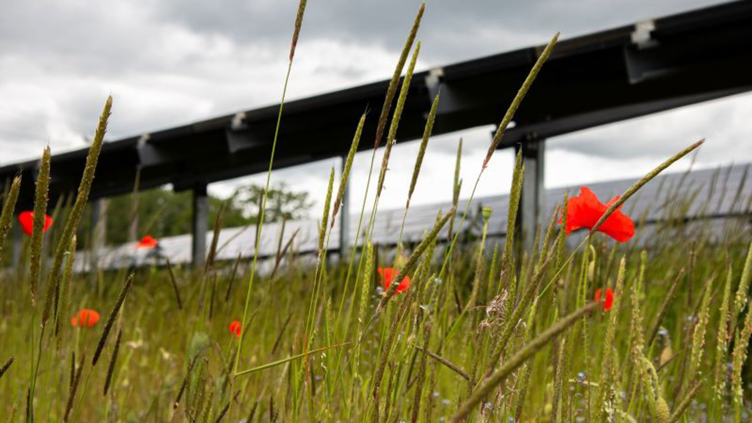 Solar panels on grass on with poppy flowers