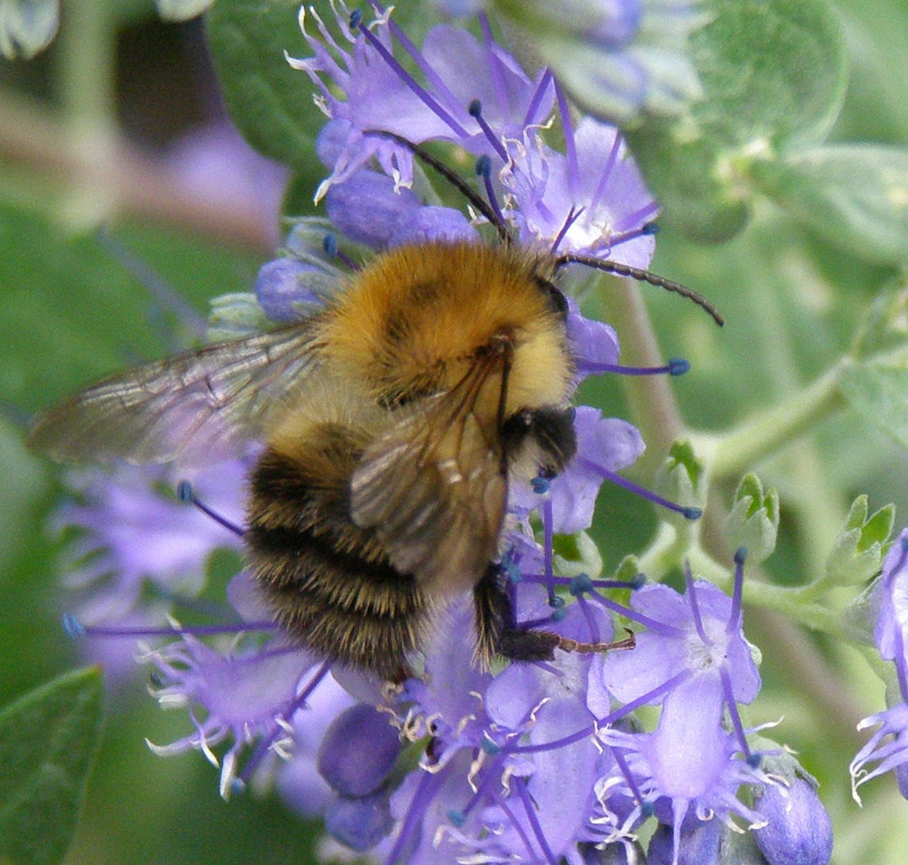 Bee on a purple flower