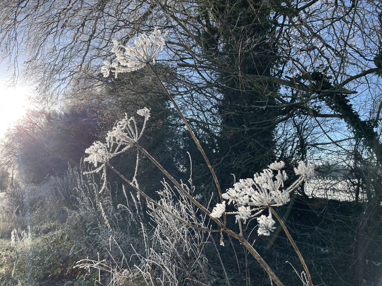Image of frosted flowers and grass in front of a sun.