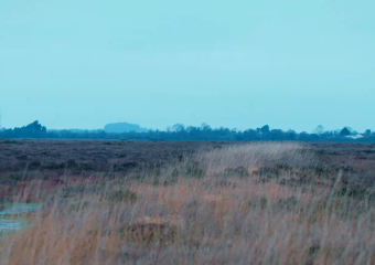 Landscape of long grass in field