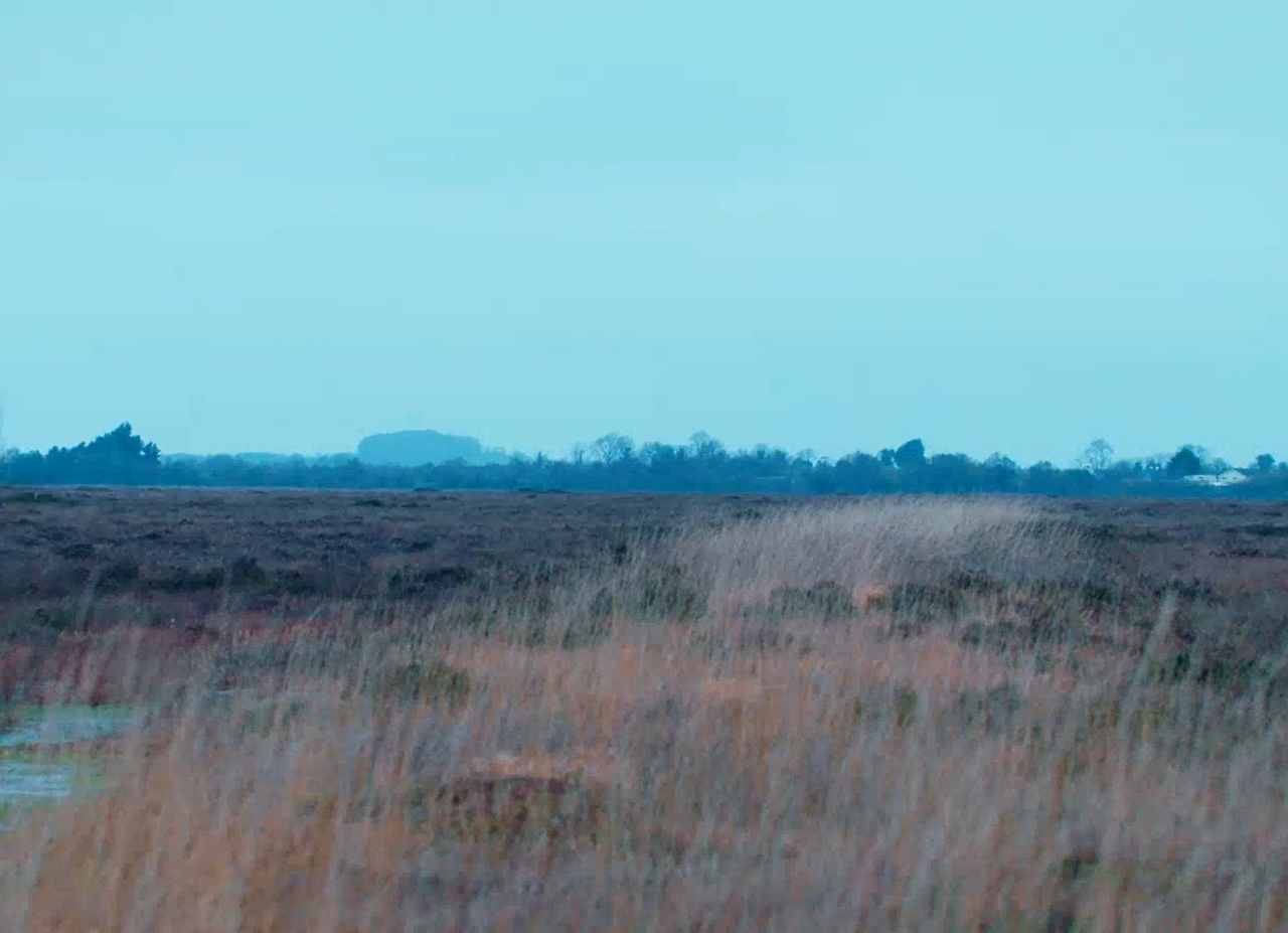Landscape of long grass in field