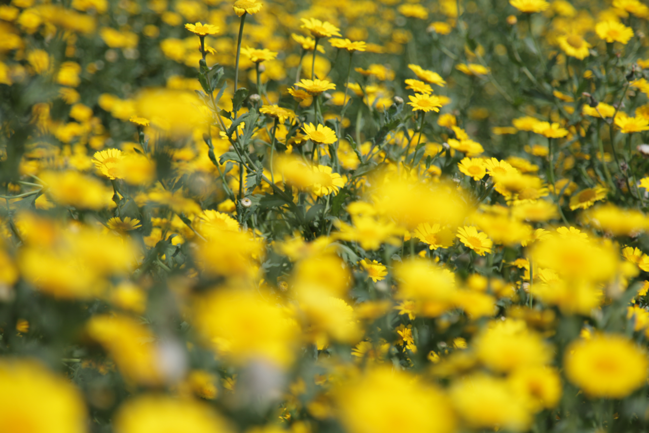 Yellow flowers in a field 